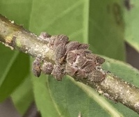 質問初心者シラカシの枝についた害虫 大きさ2 3ミリ の 名前と駆除方法がお分か 教えて 住まいの先生 Yahoo 不動産