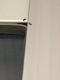 教えてください ミモザに虫はつきやすいですか 付くとすれば どんな虫でし Yahoo 知恵袋