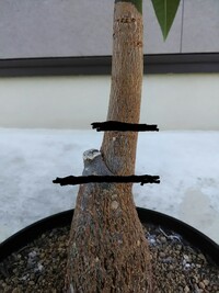 パキラの剪定で 茶色い幹の部分を切ってもいいのでしょうか 現在育ててい Yahoo 知恵袋