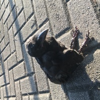 ハトやカラスが地面をつついているのを時々見ますが 一体何を食べているのですか Yahoo 知恵袋