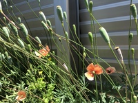 よく雑草に混じってポピーが咲いているのを見かけますが オレンジ色以外の Yahoo 知恵袋