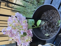 アジサイの挿し木をしようと挿し穂をとっていたら小さい花芽の付いたものもとっ Yahoo 知恵袋