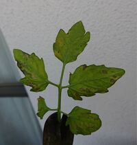 至急 8月に植えるのにいい野菜 フルーツってありますか ベランダ菜園を Yahoo 知恵袋