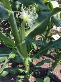 トウモロコシは何類ですか 穀物類です 米 小麦と並んで 世界三 Yahoo 知恵袋