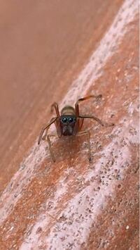 この蟻みたいな青い虫はなんと言う名前でしょうか 知っている方がいらっし Yahoo 知恵袋