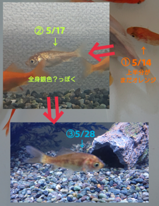 小赤が黒くなるのは退色というやつでしょうか 金魚すくいから連れてきた子です Yahoo 知恵袋