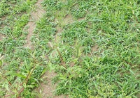 ダイカンドラの種まきの時期について質問させてください 庭付きの家に引越 Yahoo 知恵袋