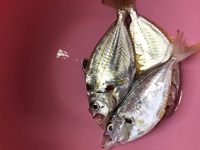 今週末に姫路で海釣りします 週末に姫路港から家島諸島 坊勢島 Yahoo 知恵袋