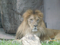 雄ライオンと土佐犬はどちらが強い 健康なオスの成獣同士の1 1 Yahoo 知恵袋