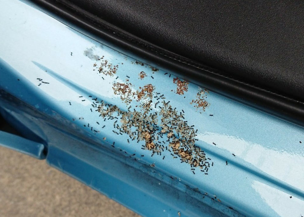 助けてください 車の中に小さめの蟻 アリ が出るようになりました 発生源 Yahoo 知恵袋