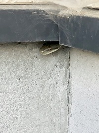 家の外壁隙間部分からヘビらしきものが顔を出しているのですが このヘビの種類は何 Yahoo 知恵袋