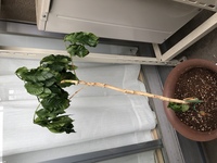 コーヒーの木の育て方について教えてください 大きくなったので 株分けをしたので Yahoo 知恵袋