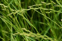 ニワトリですが 草は大体なんでも食べるのですか ハコベ キャベツの外側の葉っぱ Yahoo 知恵袋