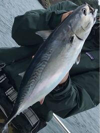 ソウダガツオのヒスタミンはすぐに焼き魚にしてしまうか 茹でてしまえば発生を抑 Yahoo 知恵袋