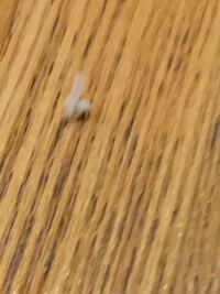 綿ぼこりって 英語で言うと Dustでも良いのですか Dustっていうと 砂っ Yahoo 知恵袋