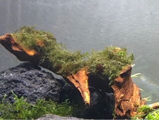 プレミアムモスについてご教授願います 購入当初から茶色く枯れかかってる部 Yahoo 知恵袋