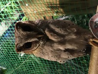 フクロウの鳴き方って種類があると聞いたのですが 違いを教えてください 鳴く意 Yahoo 知恵袋