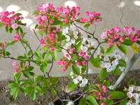 カルミアですが 萎れて しまいました どうしたら 元気になりますか Yahoo 知恵袋