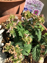 満開だった宿根バーベナが急に枯れてしまいました 花が枯れた所にはキラ Yahoo 知恵袋