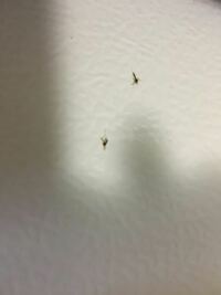 この間から家に小さいアリみたいな虫をよく見かけます 家は4階で Yahoo 知恵袋