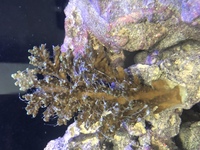 ウニの食べ方について質問です ウニを貰ったので食べ方を調 Yahoo 知恵袋