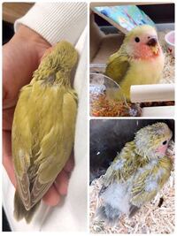 インコのブリーダーさんの探し方についてこの度アキクサインコのルビノー Yahoo 知恵袋