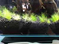 ヘアーグラスの上手な植え方 コツをオシエテクダサイ生い茂らせたいのでそこ Yahoo 知恵袋