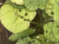 睡蓮鉢でメダカを飼っているのですが 水草にダニ がついています その Yahoo 知恵袋