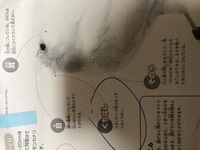 鳥同士が くちばしをキスしてるというか ぶつけあってるというか して Yahoo 知恵袋