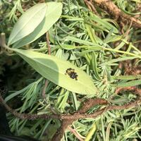 オリーブの木に 謎の黒い粒と 蜘蛛が住んでいない蜘蛛の巣的 Yahoo 知恵袋