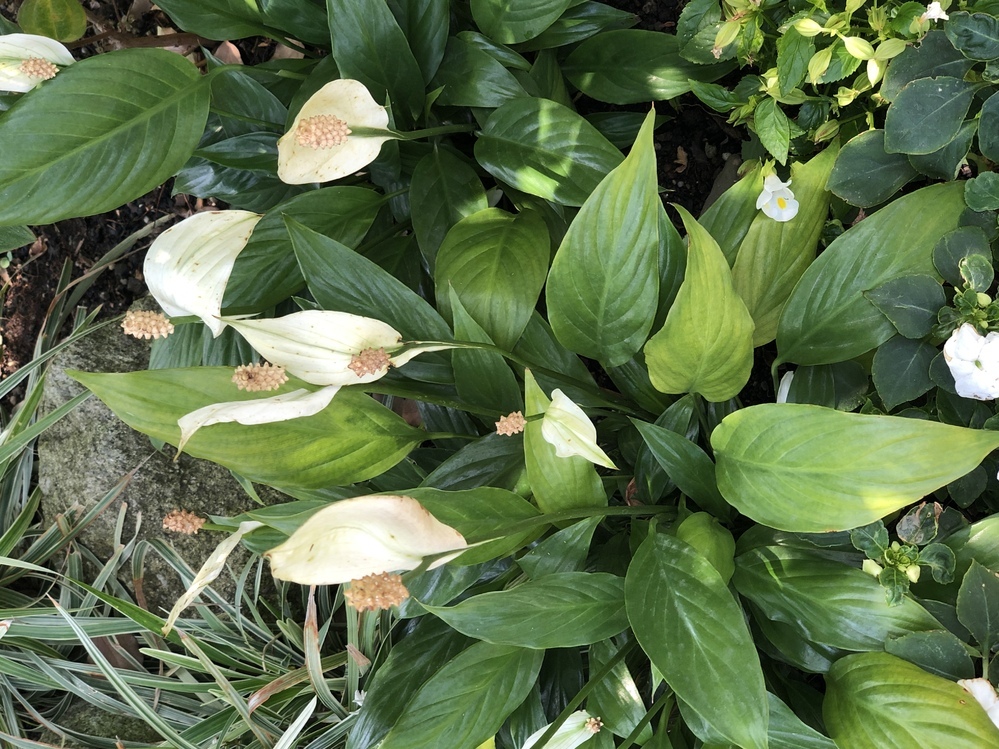 写真の植物は水芭蕉 カラーどちらでしょうか スパティフィラムだと思います Yahoo 知恵袋