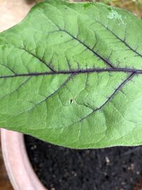 茄子の葉が虫に食われて穴があいているのですが 最初ナメクジかと思い薬 Yahoo 知恵袋