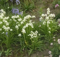 球根の状態で花の色がわかるのはなぜ ヒヤシンスの球根 水栽培 Yahoo 知恵袋