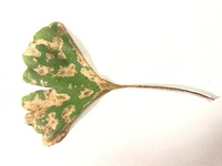 こういう枯れ方をしている葉っぱは病気か虫の影響ですか 落ちる前に病葉になり弱っ Yahoo 知恵袋