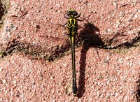 胴体 も羽も真っ黒なトンボらしきものをさっきみつけました Yahoo 知恵袋