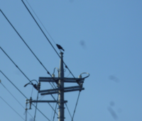 てっぺんかけたか って鳴く鳥の名は何て言うのですか てっ Yahoo 知恵袋