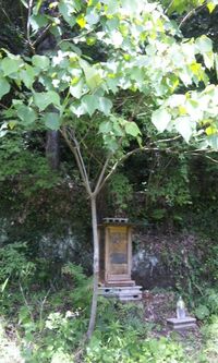 これはアカメガシワの木です。

高さは３ｍ以上あります。
この時期にはアカメガシワは花の穂があると嬉しいのですが、なぜか花穂が付いていません。こんなに大きくなっても花穂が付かない事がありますか？ もしかして、アカメガシワではなかったりして？

蛇足 後ろには日本ミツバチの入居をひたすら待っている縦型角洞巣箱が見えます。