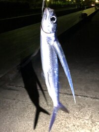 トビウオの釣り方 ご覧いただきありがとうございます 梅雨の晴れ間を狙って Yahoo 知恵袋