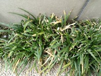 ミントとドクダミどっちが強い 庭にミントがあるんですが 別の場 Yahoo 知恵袋