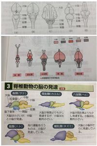 肉食動物と草食動物という分け方は 哺乳類についての分け方ですか もしくは脊椎動 Yahoo 知恵袋