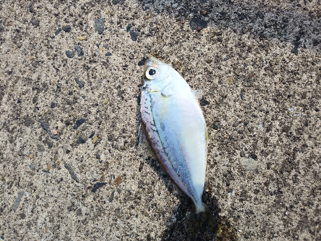 お魚の名前教えて下さい(*ˊᵕˋ*) - この魚は、普通のヒイラギじゃなく 