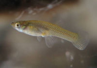 ドンコの稚魚 2ｃｍ を飼育しているのですが 餌は毎日与えるべきでし Yahoo 知恵袋