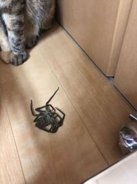 これアシダカグモですよね 死んでるんでしょうか それとも脱皮ですか Yahoo 知恵袋