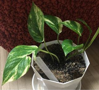 ポトスの切って芽が出たのを2ヶ月くらい前にもらい植えましたが 右の1茎だけどん Yahoo 知恵袋