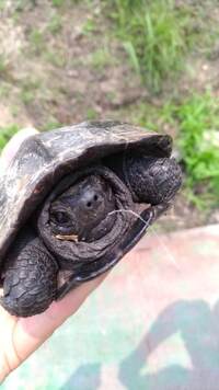 釣り針を飲み込んだイシガメを見つけました 長いナイロンの糸が口から出 Yahoo 知恵袋