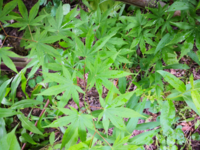 これなんて植物ですか 大麻みたいな葉っぱしてますね Yahoo 知恵袋