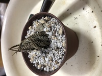 蓋が開かなくなりました 助けてください りんごのコンポ Yahoo 知恵袋