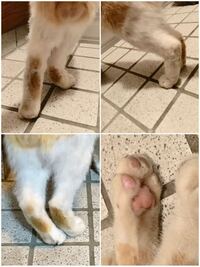 野良猫が足を引きずっていて心配しています 画像つけています 近所によく Yahoo 知恵袋