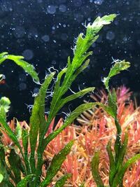 水草に糸のような苔 が大量に発生してしまいました ガラス面には Yahoo 知恵袋