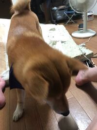 赤ちゃんと室内犬 どれくらいで慣れましたか 老犬なのですが Yahoo 知恵袋